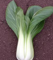 Pak Choi Chifu F1 - Brassica rapa chinensis - semena pak choi - 50 ks