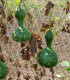 Tykev okrasná Indiánská lahev - Cucurbita pepo - semena tykve - 8 ks