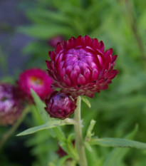 Smil listenatý Purple - Helichrysum bracteatum - semena smilu - 300 ks