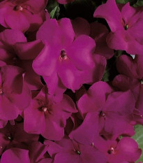 Netýkavka fialová Accent F1 - Impatiens walleriana - semena netýkavky - 12 ks