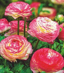 Pryskyřník Picotee růžový - Ranunculus asiaticus - hlízy pryskyřníku - 3 ks