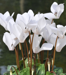 Brambořík břečťanolistý bílý - Cyclamen hederifolium album - hlízy bramboříku - 1 ks