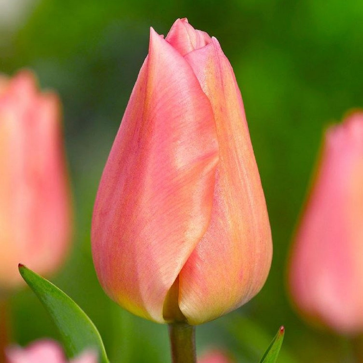Tulipán Apricot Beauty - Tulipa - cibule tulipánu - 3 ks