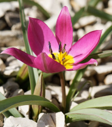 Tulipán Eastern Star pulchella - Tulipa - cibule tulipánu - 3 ks
