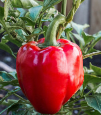 Paprika Roberta F1 - Capsicum annuum - semena papriky - 6 ks