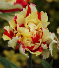 Tulipán Flamming Parrot - Tulipa - cibule tulipánu - 3 ks