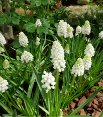 Modřenec White Magic - Muscari aucheri - cibule modřence - 5 ks