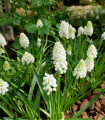 Modřenec White Magic - Muscari aucheri - cibule modřence - 5 ks