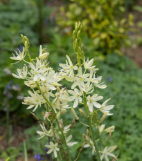 Ladoník bílý - Camassia alba - cibule ladoníku - 2 ks