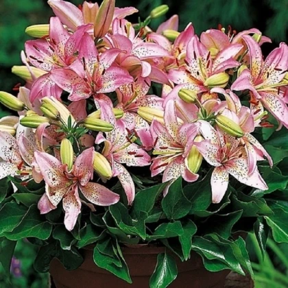 Lilie Pink Pixie - Lilium - cibule lilií - 1 ks