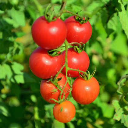 Rajče Resibella - Solanum lycopersicum - semena rajčete - 6 ks
