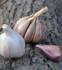 Sadbový česnek Rusinka - Allium sativum - paličák - cibule česneku - 1 balení