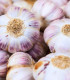 Sadbový Česnek Germidour - Allium sativum - nepaličák - cibule česneku - 1 balení