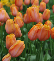 Tulipán Dordogne - Tulipa - cibule tulipánu - 3 ks