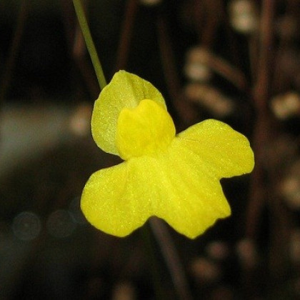 Bublinatka šídlovitá - Utricularia subulata - semena bublinatky - 15 ks