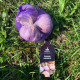 Sadbový česnek Slavin II - Allium sativum - paličák - cibule česneku - 1 balení