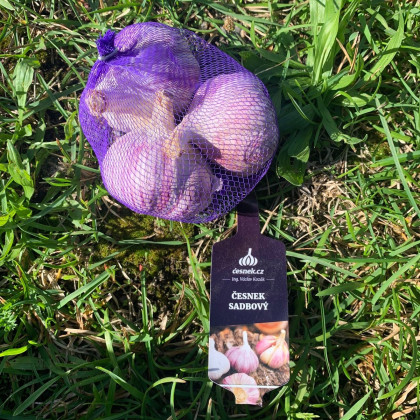Sadbový česnek Slavin II - Allium sativum - paličák - cibule česneku - 1 balení