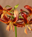 Lilie Martagon Arabian Knight - Lilium - cibule lilie - 1 ks