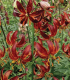 Lilie Martagon Arabian Knight - Lilium - cibule lilie - 1 ks