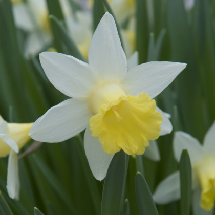 Narcis Topolino - Narcissus - cibule narcisu - 3 ks