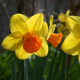 Narcis Jetfire - Narcissus L. - cibule narcisu - 3 ks