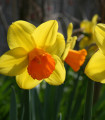 Narcis Jetfire - Narcissus L. - cibule narcisu - 3 ks