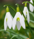 Sněženka podsněžník - Galanthus nivalis - cibule sněženky - 3 ks