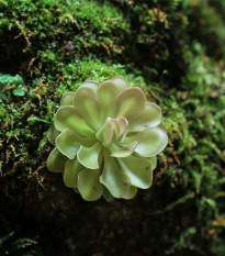 Tučnice obecná - Pinguicula vulgaris - semena tučnice - 10 ks