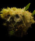 Bublinatka orchidoidní  - Utricularia alpina - semena bublinatky - 10 ks