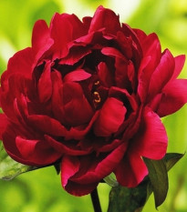 Pivoňka Madame Gaudichau - Paeonia lactiflora - hlízy pivoňky - 1 ks