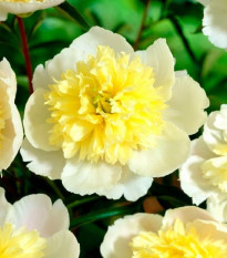 Pivoňka Prima Vera - Paeonia lactiflora - hlízy pivoňky - 1 ks