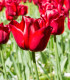Tulipán Ile De France - Tulipa - cibule tulipánu - 3 ks