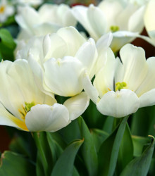 Tulipán White Purissima - Tulipa - cibule tulipánu - 3 ks