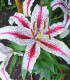 Lilie Dizzy - Lilium - cibule lilie - 1 ks