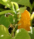 Tykev okrasná Yellow Crookneck - Cucurbita pepo - semena tykve - 5 ks