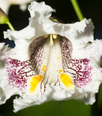 Katalpa severní - Catalpa speciosa - semena katalpy - 8 ks