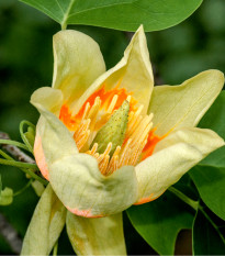 Liliovník tulipánokvětý - Liriodendron tulipifera - semena liliovníku - 10 ks