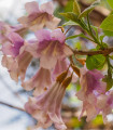 Paulovnie protáhlá - Paulownia elongata - semena paulovnie - 15 ks