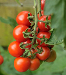 Rajče Alicante - Solanum lycopersicum - semena rajčete - 8 ks