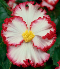 Begonie Marginata bílá - Begonia crispa - hlízy begonie - 2 ks