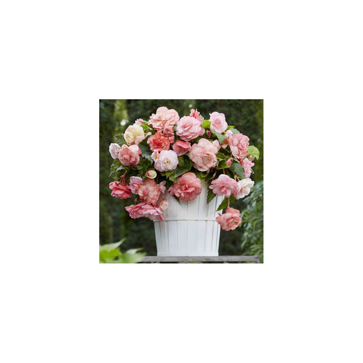 Begonie Flamenca - Begonia splendide - hlízy begonie - 2 ks