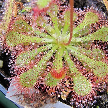 Drosera burkeana- semena- 15 ks