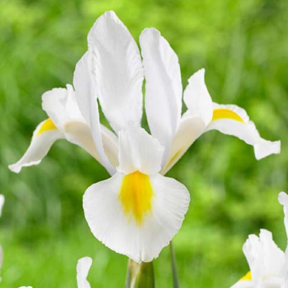 Kosatec White Excelsior - Iris hollandica - cibule kosatce - 3 ks