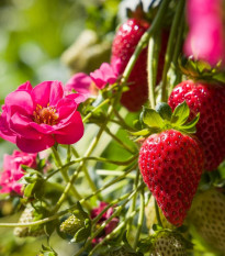 Jahodník Summer Breeze Cherry F1 - Fragaria vesca - semena jahodníku - 10 ks