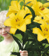 Lilie Yellow Planet - Lilium lancifolium - cibule lilie - 1 ks