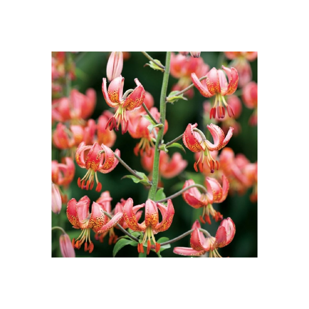 Lilie Zlatohlávek Manitoba - Lilium - cibule lilie - 1 ks