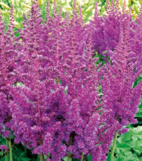 Čechrava modrá - Astilbe - hlízy čechravy - 1 ks