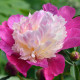Pivoňka Gay Paree - Paeonia lactiflora - hlízy pivoňky - 1 ks