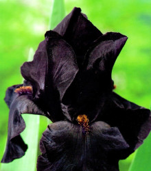 Kosatec Black Night - Iris germanica - hlízy kosatce - 1 ks
