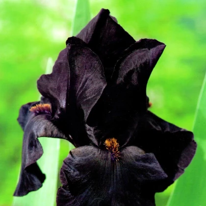 Kosatec německý Black Night - Iris germanica - hlízy kosatce - 1 ks